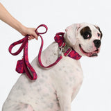 Comfort Control Collar - Fuchsia Camo