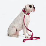 Comfort Control Collar - Fuchsia Camo