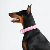 Comfort Control Collar Set - Pink