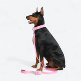 Comfort Control Collar Set - Pink