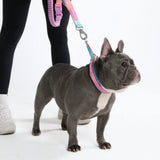 Pastel Icing Martingale Collar||size:A,B