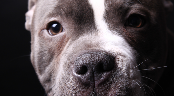 Pit Bull Allergies - Common Skin and Food Allergies You Should Know About