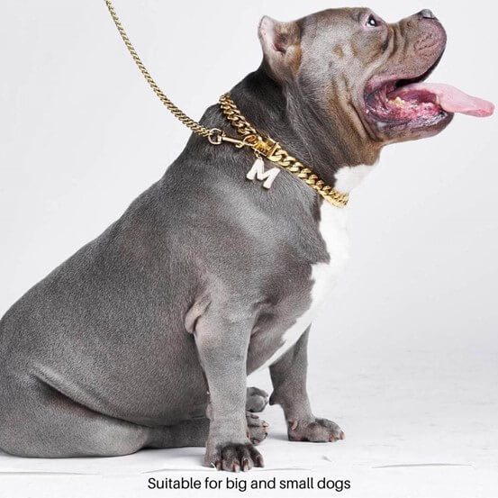 How to Find the Right Gold Chain Collar for Your Dog?