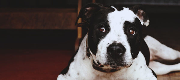 Can Pit Bulls Be Service Dogs?