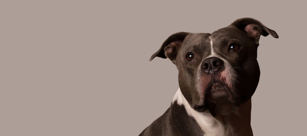 Are Pitbulls Dangerous?