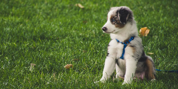 How To Prepare For A Puppy - Your Complete Guide