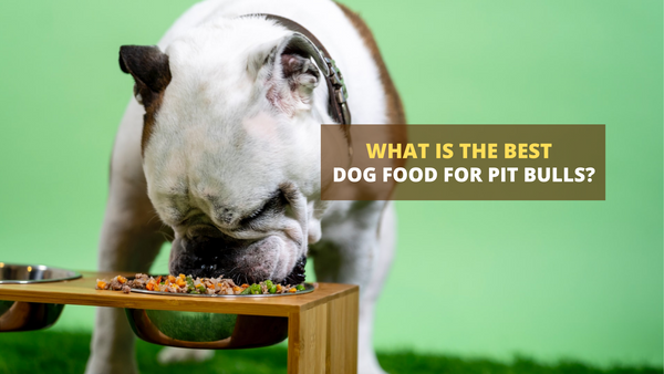 What is the Best Dog Food for Pit bulls?