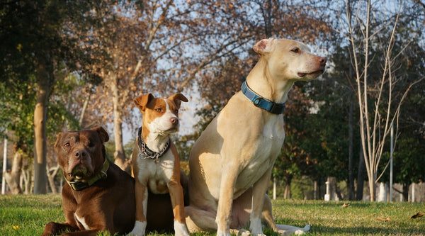 Are Pitbulls good with other dogs?
