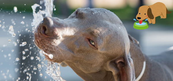 The Lifeline of Our Furry Friends: Why Dog Hydration Matters