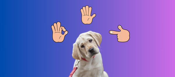 Dog Training Hand Signals - All You Need To Know