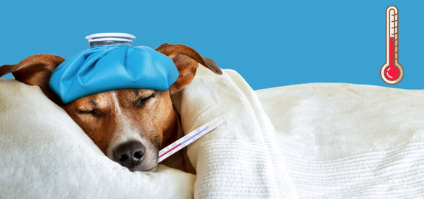 How To Comfort a Dog With a Fever