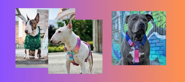 Bull Terriers vs. Pit Bulls: Which is Right for You?