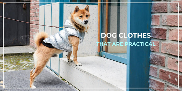10 Types of Practical Dog Clothes You Actually Need