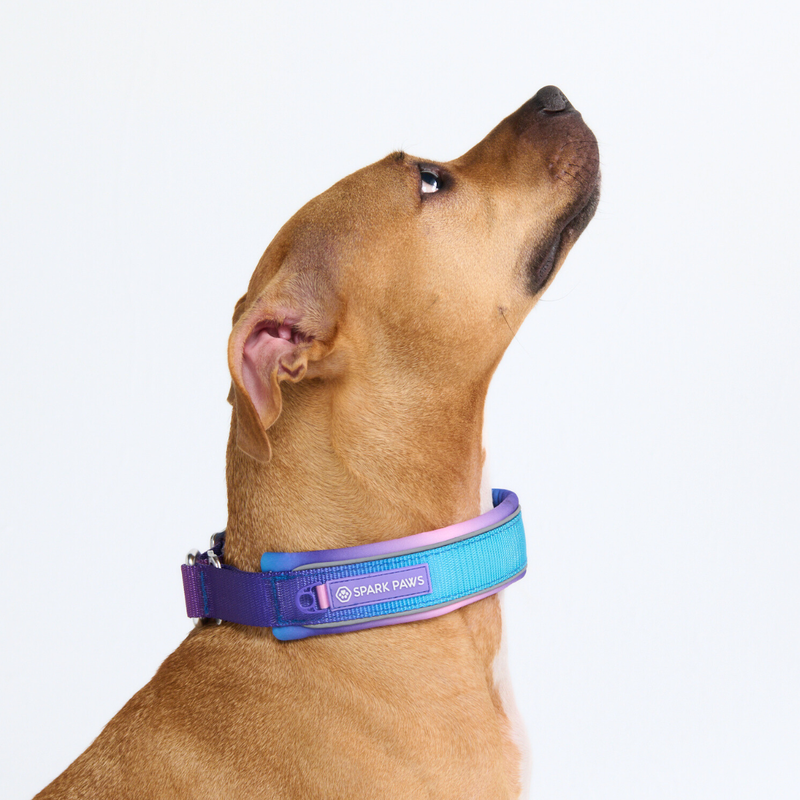 90s Retro Martingale Collar||size:C,D,E