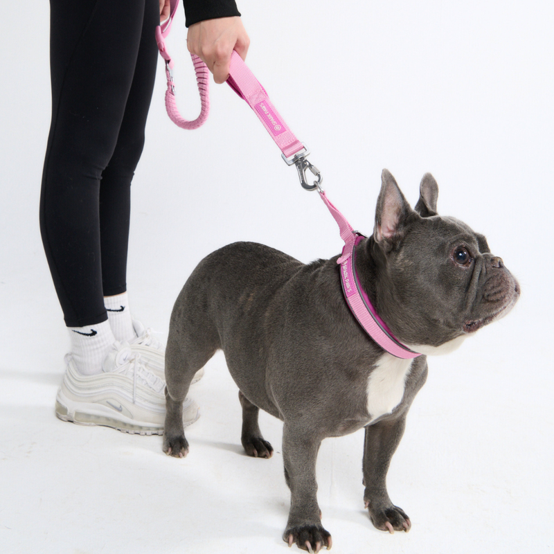 Multipurpose Seatbelt Handsfree Leash & Poop Bag Holder Set - Pink