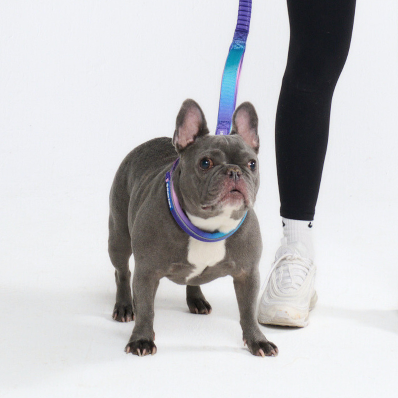 90s Retro Neoprene Leash