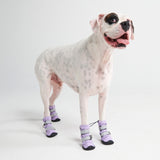 Flex Shell Water-resistant Dog Boots - Lilac