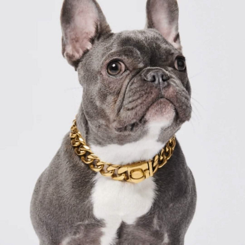 Miami Cuban Link 20mm Dog Gold Chain | Stainless Steel Thick Chain Dog Collar – SPARK PAWS