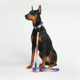 Tactical Dog Collar Set - Multi Color (1.5"/4cm)