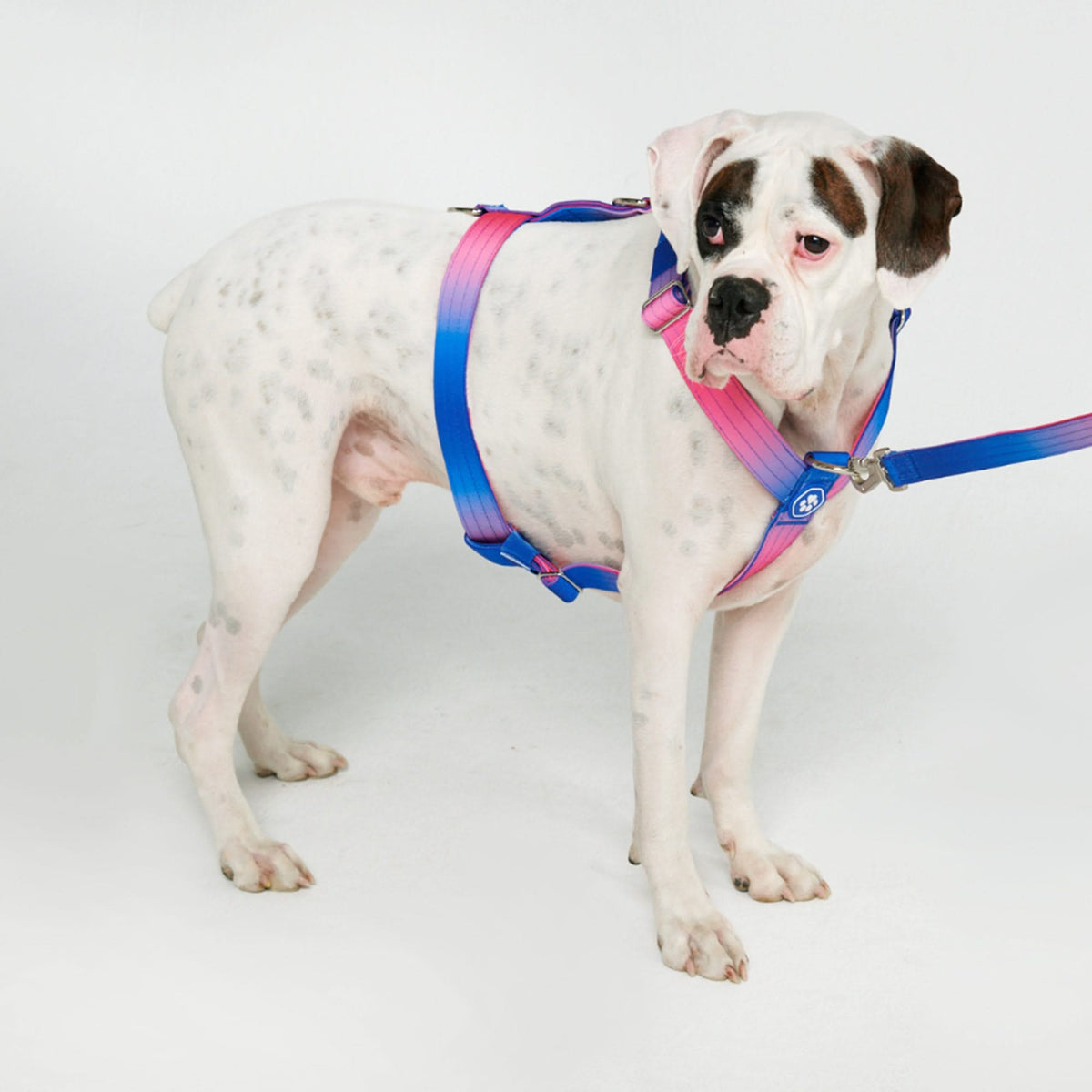 Comfort Control No-Pull Dog Harness – SPARK PAWS