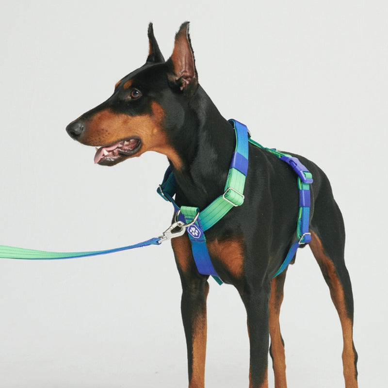 Comfort Control No-Pull Dog Harness - Lime Wave